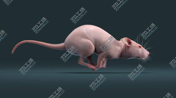 images/goods_img/20210312/3D Rat Hairless Animated/3.jpg